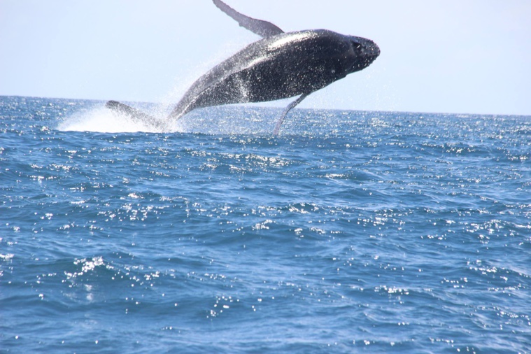 Les premières baleines à bosse observées à Makatea Les premières baleines à bosse observées à Makatea
