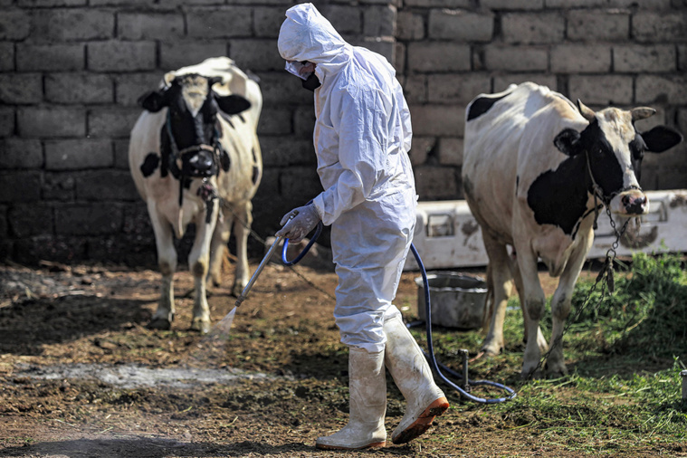 Crédit AHMAD AL-RUBAYE / AFP Crédit AHMAD AL-RUBAYE / AFP