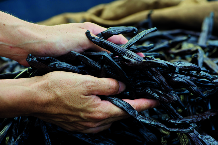 Six voleurs de vanille arrêtés à Taha'a et Raiatea Six voleurs de vanille arrêtés à Taha'a et Raiatea