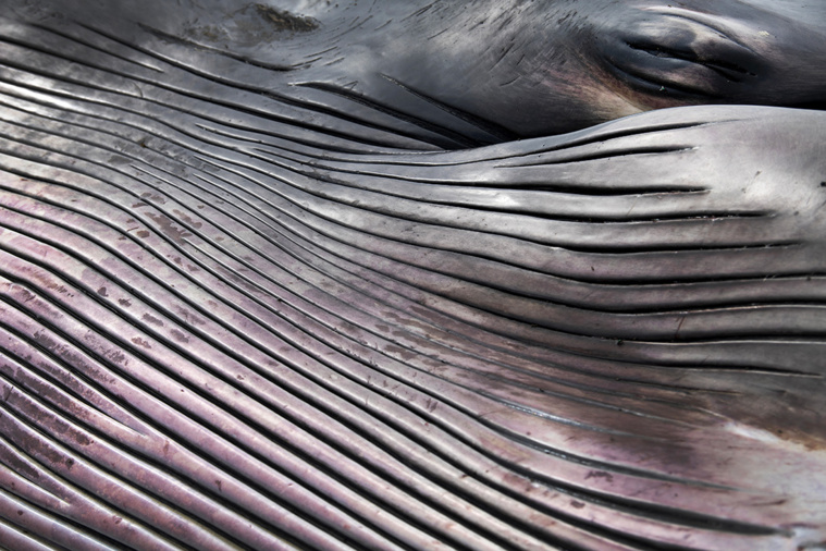 Crédit FRED TANNEAU / AFP Crédit FRED TANNEAU / AFP