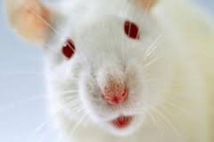 Un implant neuronal permet à des rats paralysés de remarcher: un espoir pour les humains
