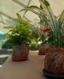 Patricia Hoata, tout pour l’amour des plantes Patricia Hoata, tout pour l’amour des plantes