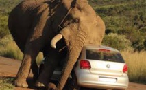 Des éléphants sèment le trouble dans un parc national thaïlandais Des éléphants sèment le trouble dans un parc national thaïlandais