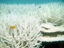 Des coraux victimes de "blanchissement" peuvent redevenir sains