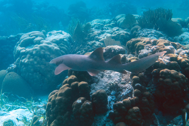 Crédit Pedro PARDO / AFP Crédit Pedro PARDO / AFP