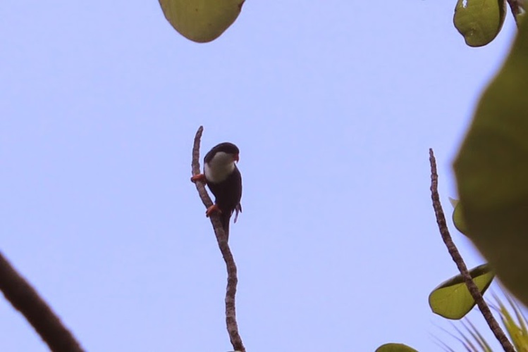 Biodiversité : Les trésors cachés de Scilly et Mopelia Biodiversité : Les trésors cachés de Scilly et Mopelia