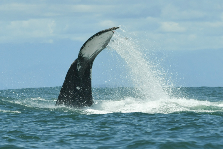 Crédit JOAQUIN SARMIENTO / AFP Crédit JOAQUIN SARMIENTO / AFP