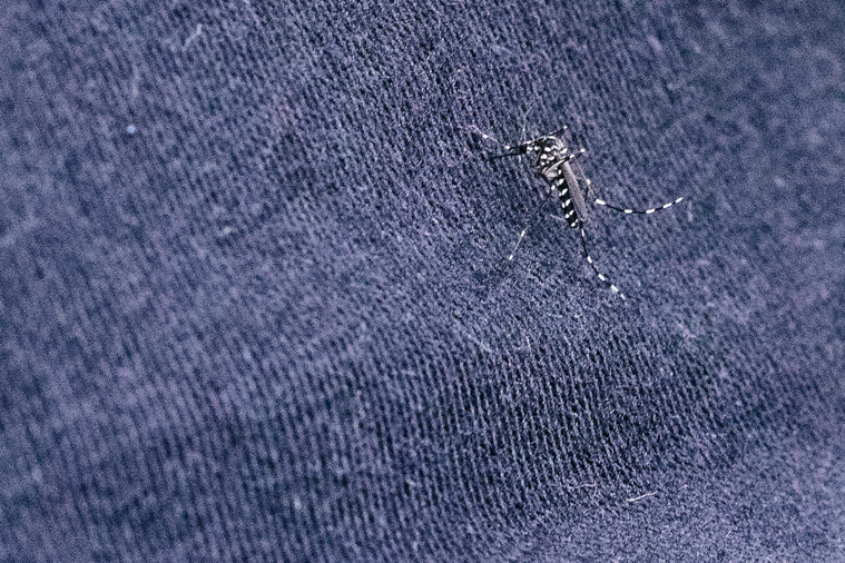 Crédit ABDESSLAM MIRDASS / AFP Crédit ABDESSLAM MIRDASS / AFP