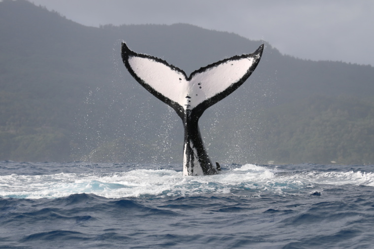 Crédit photo : Archive TI. Crédit photo : Archive TI.