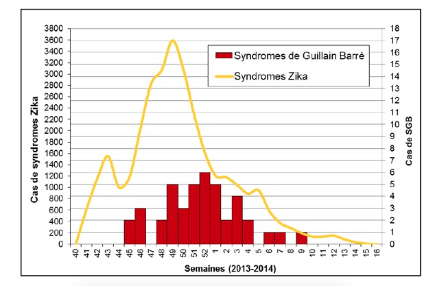 Courbe épidémique des cas de syndrome Guillain Barré durant l’épidémie de zika en Polynésie française 2013-2014 (extrait du bulletin de l’Institut national de veille sanitaire).