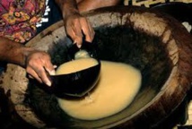 Fidji: Bientôt du kava en infusion? Fidji: Bientôt du kava en infusion?