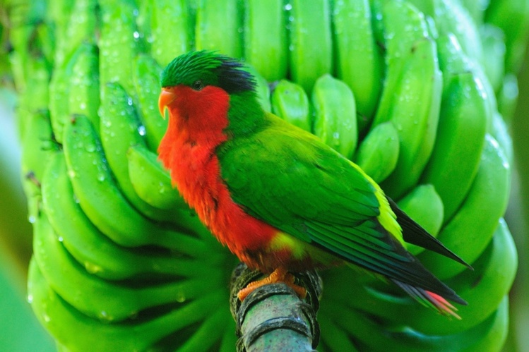 Le lori de Kuhl (photo : JP Mutz) Le lori de Kuhl (photo : JP Mutz)