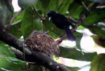 Le monarque Fatu Hiva, l'oiseau le plus menacé de Polynésie (photo : T Ghestemme)