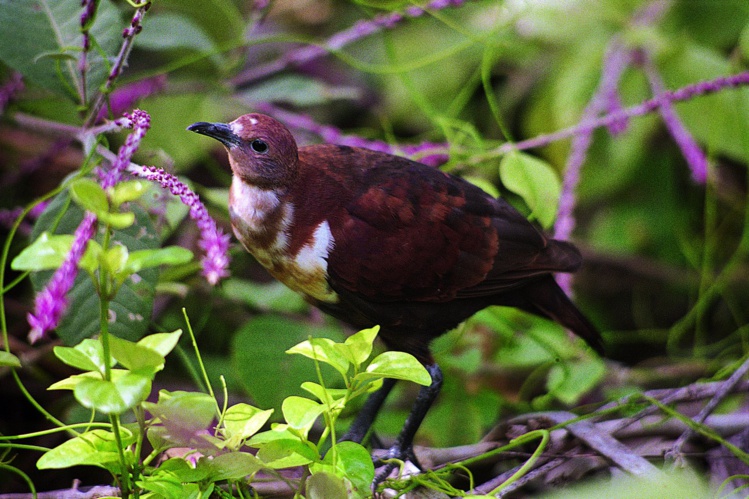 Gallicolumba erythroptera (Photo : Denis Saulnier) Gallicolumba erythroptera (Photo : Denis Saulnier)