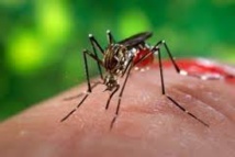 Tonga déclare une épidémie de dengue Tonga déclare une épidémie de dengue