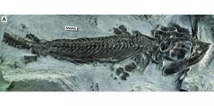 En Russie, identification d'un reptile marin vieux de 70 millions d'années