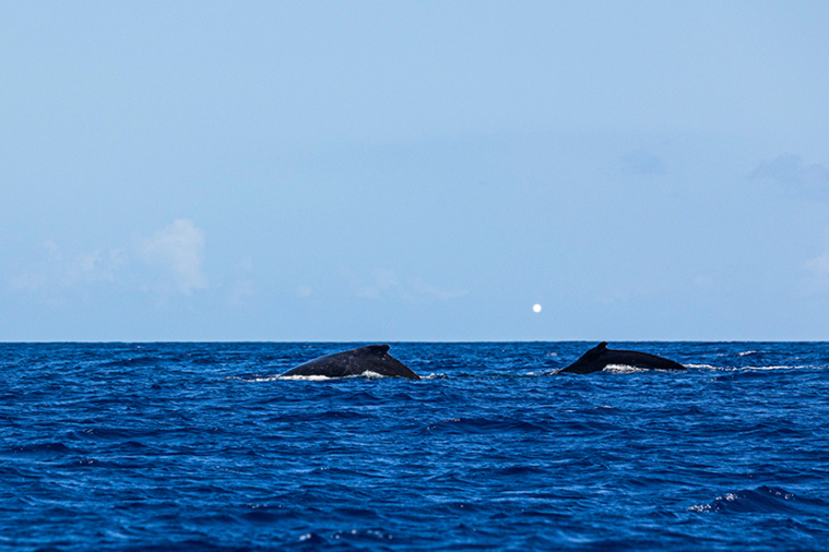 © association Oceania © association Oceania