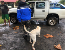 298 véhicules contrôlés à Moorea 298 véhicules contrôlés à Moorea