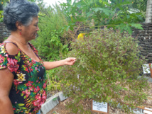 La pépinière Gooding sortie de l’ombre La pépinière Gooding sortie de l’ombre