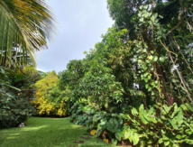 La pépinière Gooding sortie de l’ombre La pépinière Gooding sortie de l’ombre