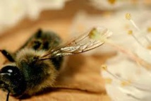 Les apiculteurs en colère après le rejet par le Sénat d'un texte sur les insecticides