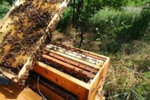Les abeilles forcées à butiner trop jeunes, facteur clé dans l'effondrement des ruches