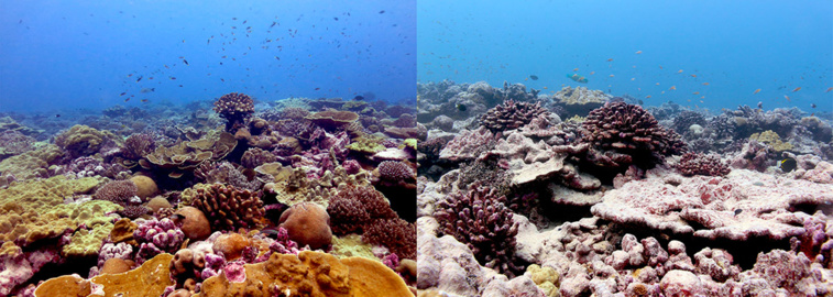 Danielle Claar, Kevin BRUCE / VICTORIA UNIVERSITY / AFP Danielle Claar, Kevin BRUCE / VICTORIA UNIVERSITY / AFP