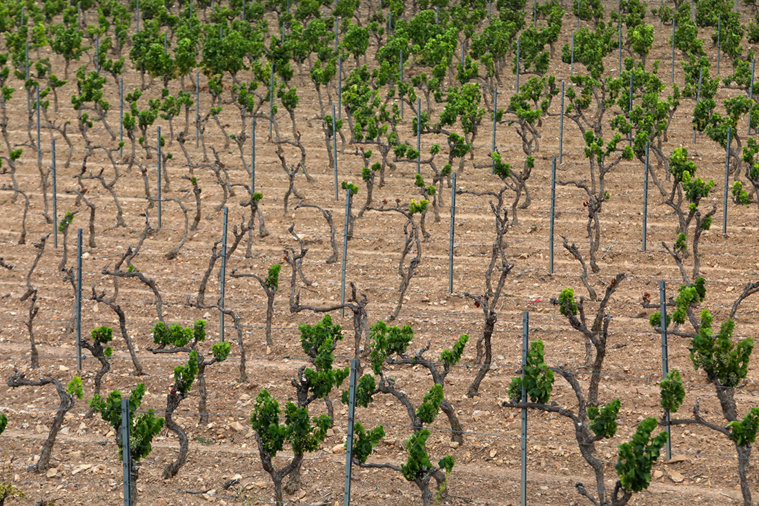 Crédit RAYMOND ROIG / AFP