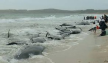 Près de 200 baleines s'échouent sur une plage en Nouvelle-Zélande Près de 200 baleines s'échouent sur une plage en Nouvelle-Zélande