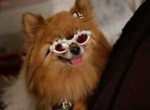 Fashion Week: les animaux de compagnie ont aussi leurs défilés Fashion Week: les animaux de compagnie ont aussi leurs défilés