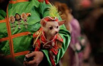 Fashion Week: les animaux de compagnie ont aussi leurs défilés Fashion Week: les animaux de compagnie ont aussi leurs défilés