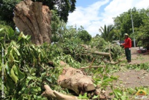 Travaux d'élagage à La Mission.