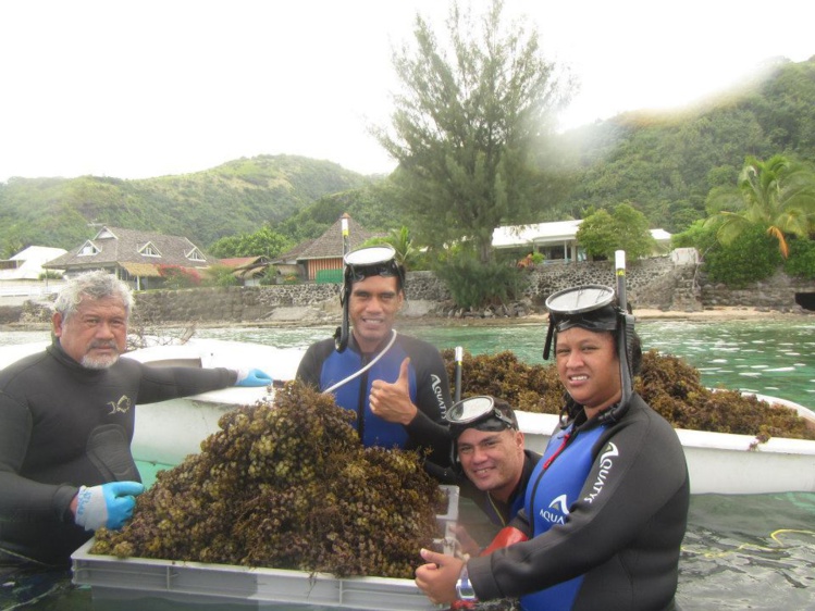 Arrachage de turbinaria par les bénévoles de l'association Arrachage de turbinaria par les bénévoles de l'association