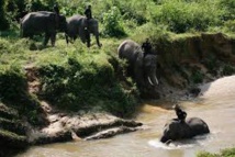 Indonésie: des "éco-guerriers" à dos d'éléphants pour protéger forêts et espèces en danger