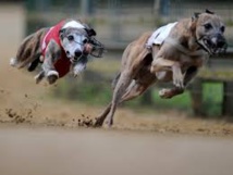 Leurres vivants: les courses de lévriers dans le collimateur de la justice en Australie Leurres vivants: les courses de lévriers dans le collimateur de la justice en Australie