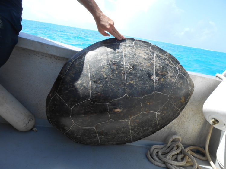 Il est interpellé alors qu'il découpait une tortue Il est interpellé alors qu'il découpait une tortue