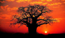 Le secret de vieillesse des baobabs expliqué par leur cavité