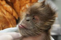 Un riche couple d'Indiens décide de léguer toute sa fortune à son singe Un riche couple d'Indiens décide de léguer toute sa fortune à son singe