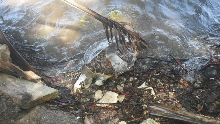 Deux tortues retrouvées mortes en deux jours à Moorea
