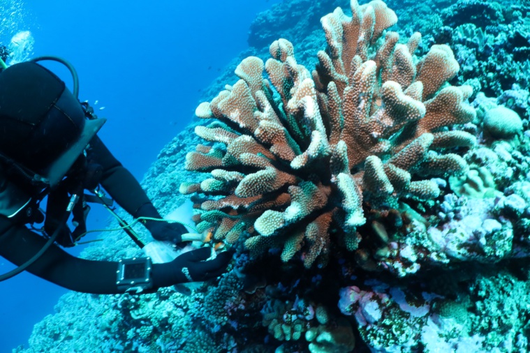 L’Antea au fenua pour un mois L’Antea au fenua pour un mois