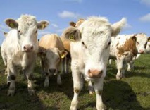 Des barrières intelligentes pour garder les troupeaux