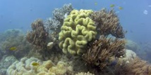 Les coraux de la Grande Barrière d'Australie ingèrent du plastique