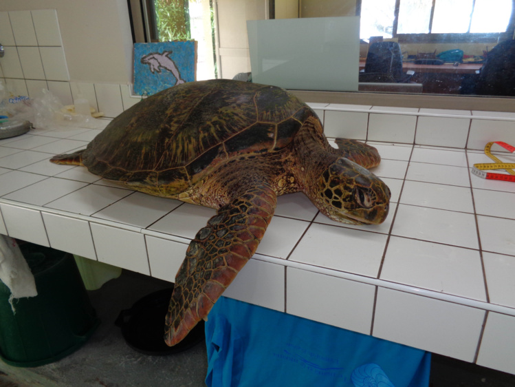 Une troisième tortue braconnée à Moorea Une troisième tortue braconnée à Moorea