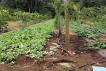 Selon un rapport de 2011 du département de la protection des végétaux (issu du Ministère de l'économie rurale), la Polynésie française a importé cette année-là 156 tonnes de différentes substances de pesticides. Le paraquat était en tête avec 54 tonnes. Les herbicides représentaient alors 48% des pesticides importés sur le territoire.