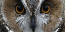 Un mystérieux hibou terrorise une ville néerlandaise