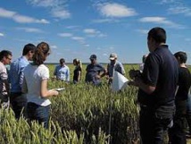 Pour réduire les pesticides, les céréaliers testent le biocontrôle