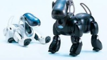 Au Japon, les chiens robots Aibo, compagnons à vie Au Japon, les chiens robots Aibo, compagnons à vie