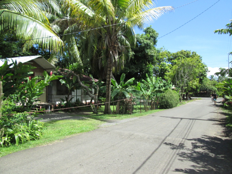 C'est dans le fond du quartier Potiai de Mataiea, que la mouche des terreaux a sévi le plus.