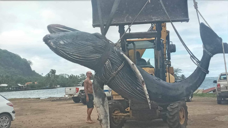 Un baleineau retrouvé à Moorea