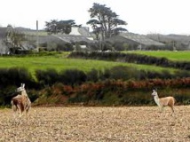 USA: deux lamas se font la belle, Twitter s'emballe USA: deux lamas se font la belle, Twitter s'emballe